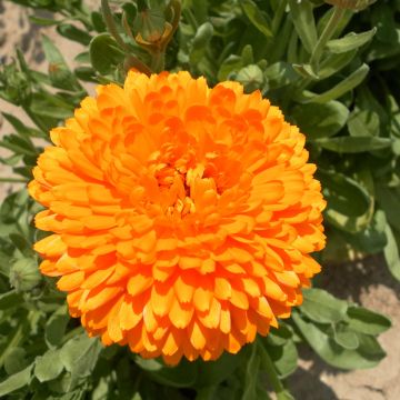 Calendula officinalis Pacific Beauty Flame (zaad) - Goudsbloem