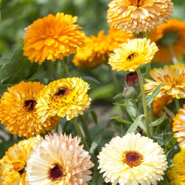 Calendula officinalis Playtime Mix biologisch (zaad) - Goudsbloem