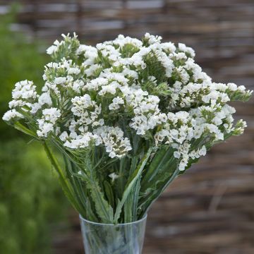 Limonium sinuatum Forever Silver (zaad) - Statice