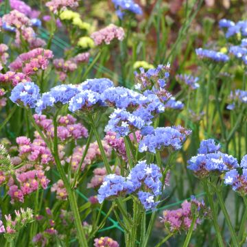 Limonium sinuatum Sky Blue (zaad) - Statice