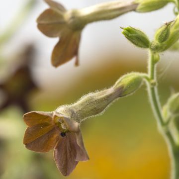 Nicotiana langsdorffii Bronze Queen (zaad) - Siertabak