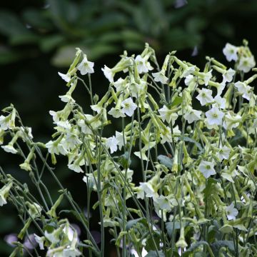 Nicotiana hybrida Starlight Dancer (zaad) - Siertabak