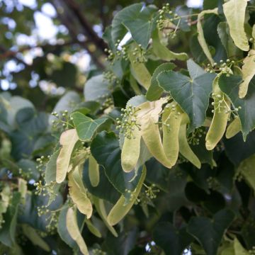 Tilia cordata (zaad) - Winterlinde