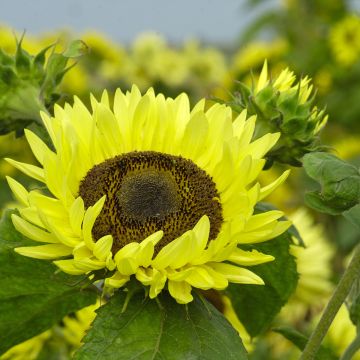 Zonnebloem Garden Statement (zaad) - Helianthus annuus