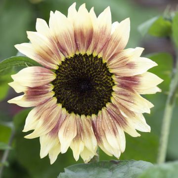 Zonnebloem Summer Lovin F1 (zaad) - Helianthus annuus Zonnebloem Summer Lovin F1 (zaad) - Helianthus annuus