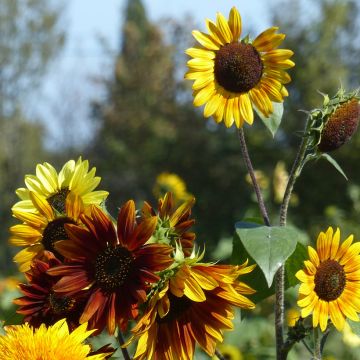 Zonnebloem Autumn Beauty Mix (zaad) - Helianthus annuus Zonnebloem Autumn Beauty Mix (zaad) - Helianthus annuus