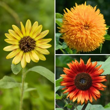 Zonnebloem Aztec Treasure Mix (zaad) - Helianthus annuus