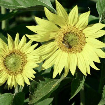 Zonnebloem Paquito Limon (zaad) - Helianthus annuus
