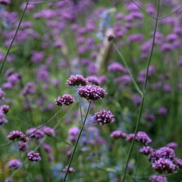 Verbena bonariensis Purple Top (zaad) - Reuzenverbena