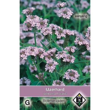 Verbena rigida Polaris (zaad) - Ijzerhard