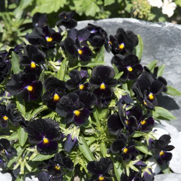 Viola tricolor nigra Blacky (zaad) - Driekleurig viooltje