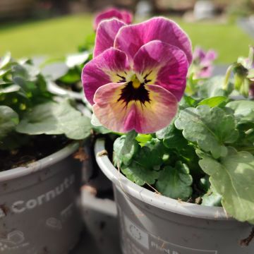 Viola cornuta Laeta Antique Shades (zaad) - Hoornviooltje