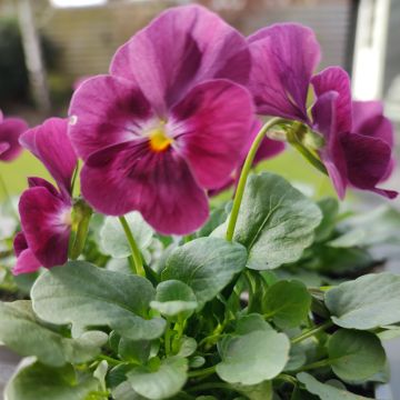 Viola cornuta Laeta Wine (zaad) - Hoornviooltje