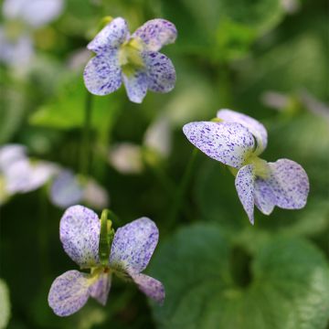 Viola sororia Freckles (zaad) - Zusterviooltje