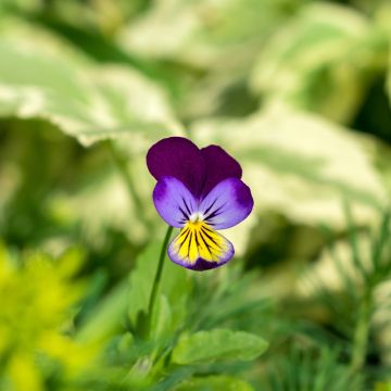 Viola tricolor (zaad) - Driekleurig viooltje