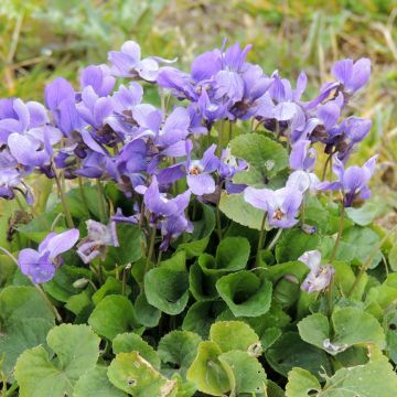 Viola odorata (zaad) - Geurviooltje