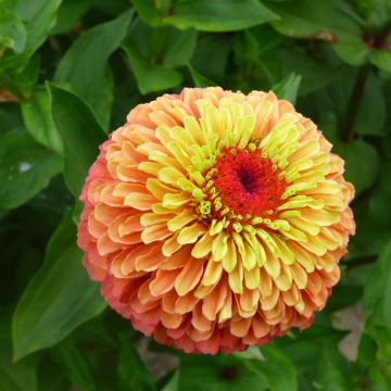 Zinnia elegans Queeny Lime Oranje (zaad) - Zahara-bloem