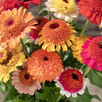 Zinnia elegans Crestar! Mix (zaad) - Zahara-bloem