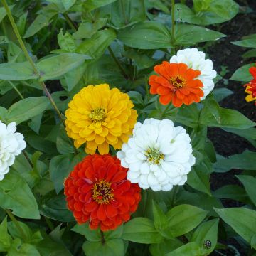 Zinnia elegans Citro Mix (zaad) - Zahara-bloem