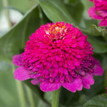 Zinnia elegans Cresto! Paars (zaad) - Zahara-bloem