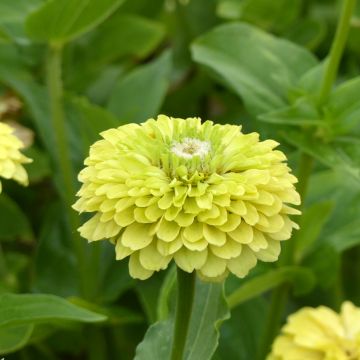 Zinnia elegans Envy Double (zaad) - Zahara-bloem