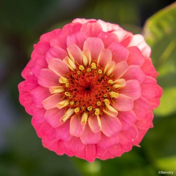 Zinnia elegans Lilliput Oklahoma Salmon (zaad) - Zahara-bloem