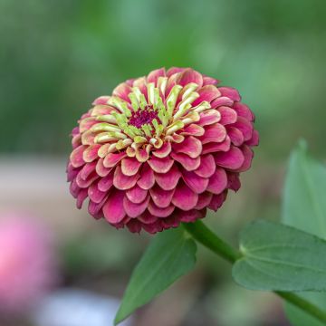 Zinnia elegans Queen Rood Lime (zaad) - Zahara-bloem