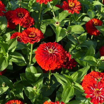 Zinnia elegans Scarlet Flame (zaad) - Zahara-bloem