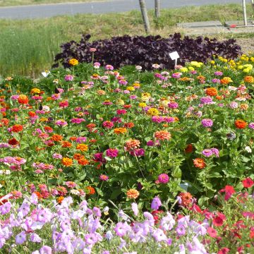 Zinnia elegans Pépito Extra Mix (zaad) - Zahara-bloem