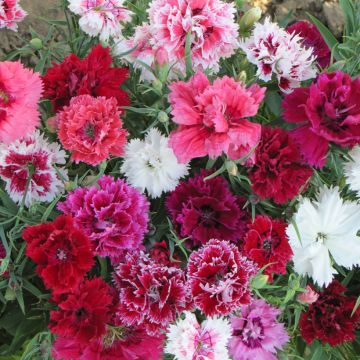 Chinese anjer Imperial Mix (zaad) - Dianthus chinensis