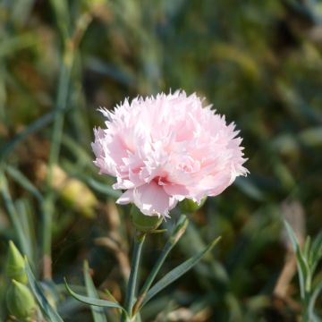 Dianthus caryophyllus La France (zaad) - Anjer