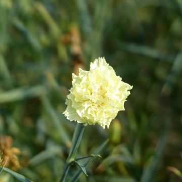 Dianthus caryophyllus Marie (zaad) - Anjer