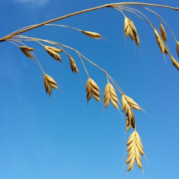 Bromus secalinus (zaad) - Raaigras
