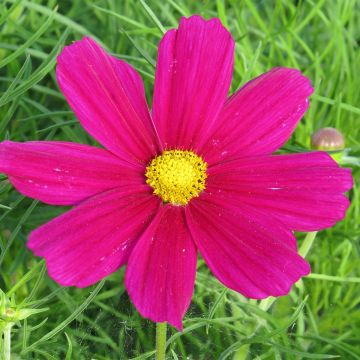 Cosmea Sonata Carmine (zaad) - Cosmos bipinnatus