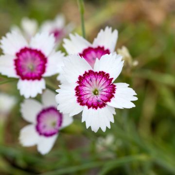 Dianthus deltoides Arctic Fire (zaad) - Steenanjer