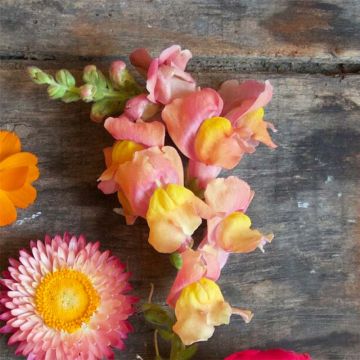 Leeuwenbek Maximum Bronze (zaad) - Antirrhinum majus