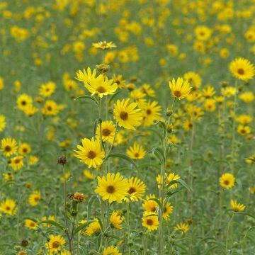 Prairie-zonnebloem Medecine Creek (zaad) - Helianthus maximiliani