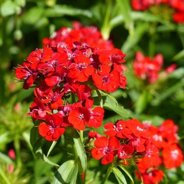 Duizendschoon Etournelle Scarlet (zaad) - Dianthus barbatus