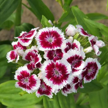 Duizendschoon Etournelle White with Eye (zaad) - Dianthus barbatus