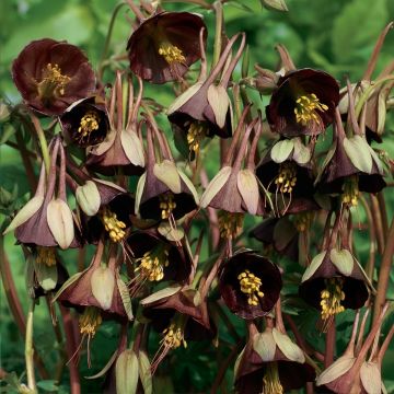Ancolie Chocolate Soldier (zaad) - Aquilegia viridiflora