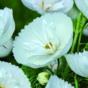 Cosmea Cupcakes Wit (zaad) - Cosmos bipinnatus