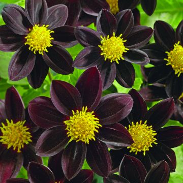 Dahlia Black Beauty (zaad)