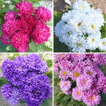 Zomeraster Colour Carpet mix - Callistephus chinensis