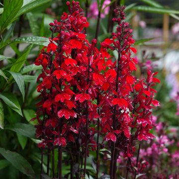 Lobelia speciosa Fan Scarlet (zaad) - Scharlaken lobelia