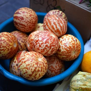 Granaatmeloen Queen Anne's Pocket (zaad) Granaatmeloen Queen Anne's Pocket (zaad)