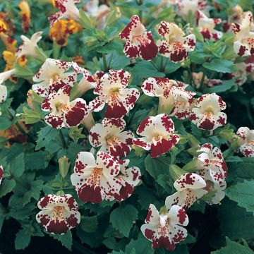 Mimulus Monkey Magic F1 Hybrid (zaad) - Maskerbloem