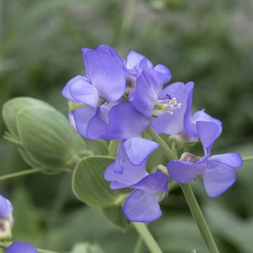 Lathyrus nervosus Lord Anson's Pea (zaad) - Siererwt