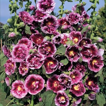 Alcea rosea Crème de Cassis (zaad) - Stokroos