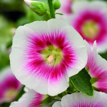 Alcea rosea Halo Blush (zaad) - Stokroos