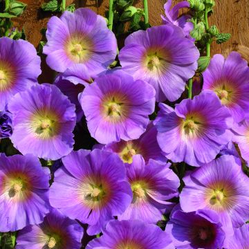 Alcea rosea Halo Pink (zaad) - Stokroos